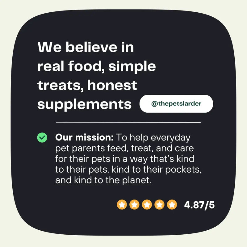 Pumpkin Powder for Dogs: Digestion Aid