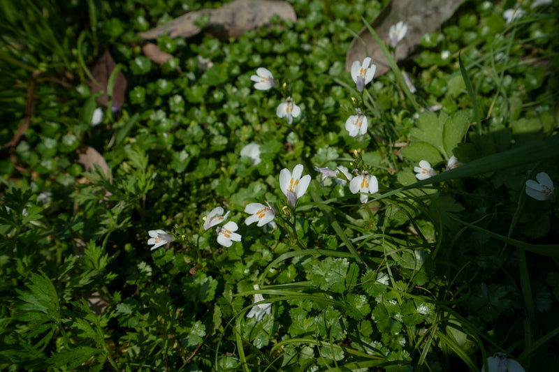 Mazus reptans 'Albus'