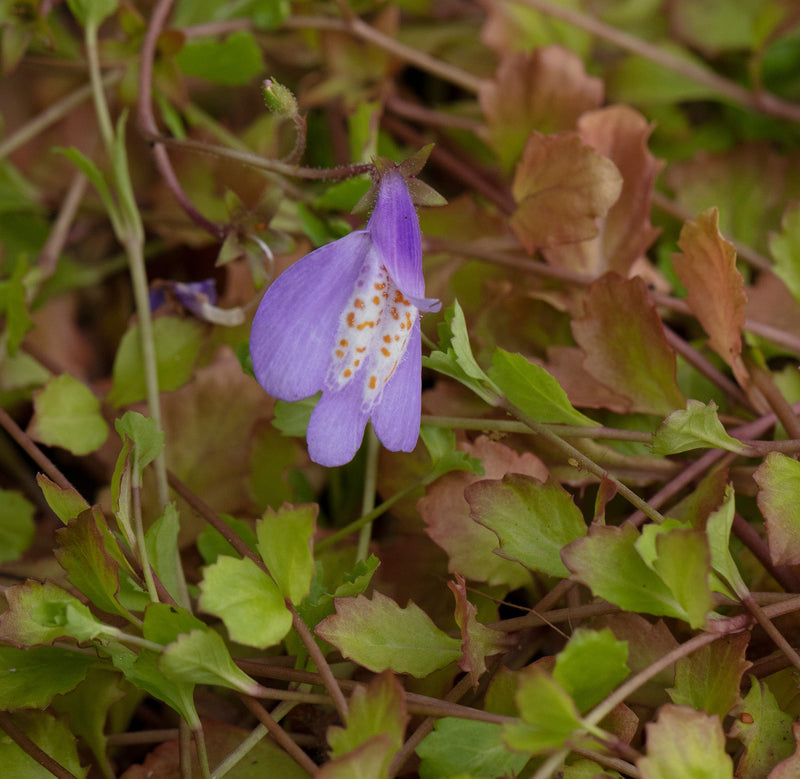 Mazus reptans - Creeping Mazus, Pond Edge & Border Plant