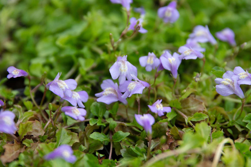 Mazus reptans - Creeping Mazus, Pond Edge & Border Plant