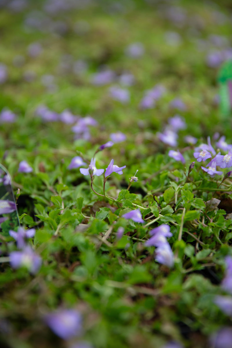 Mazus reptans - Creeping Mazus, Pond Edge & Border Plant