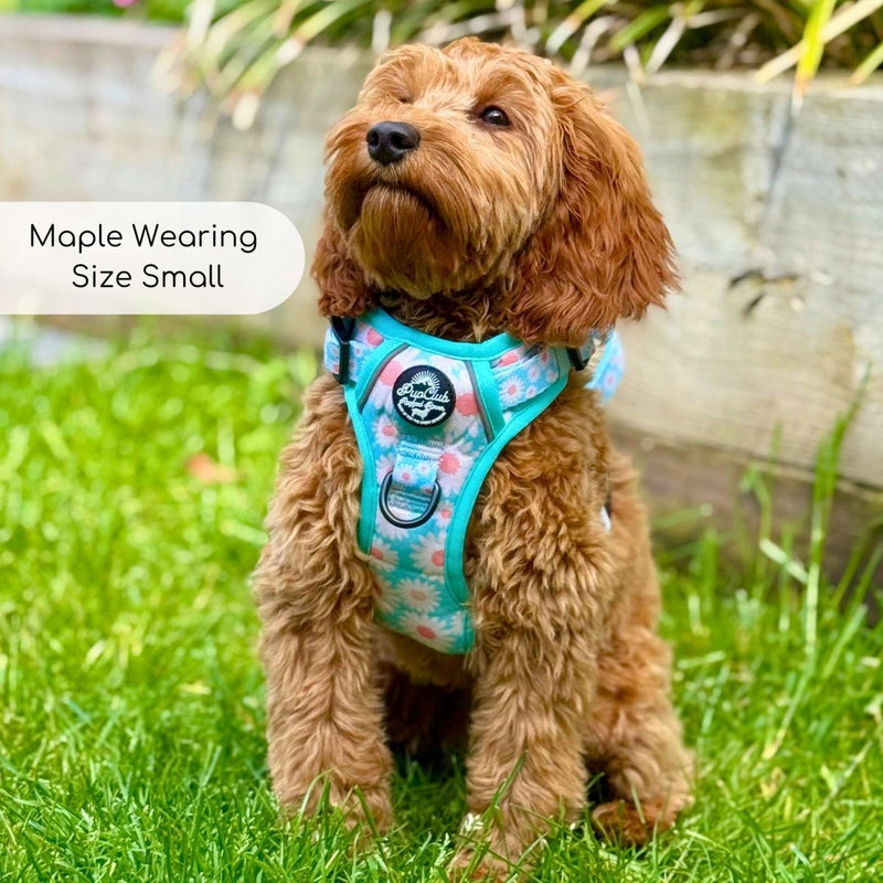 Rugged Rover™ Harness - Pastel Daisy