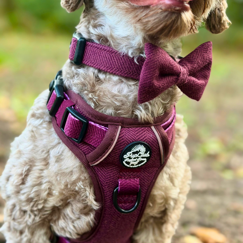 Collar - Berry Tweed