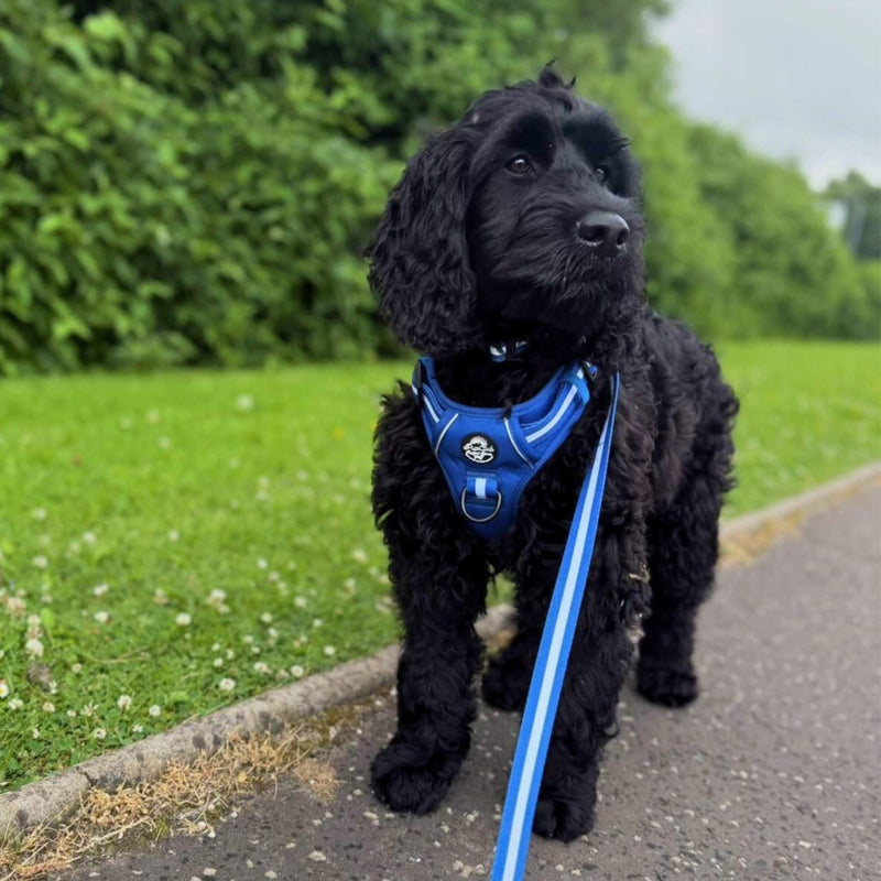 PupClub Lead - Royal Blue