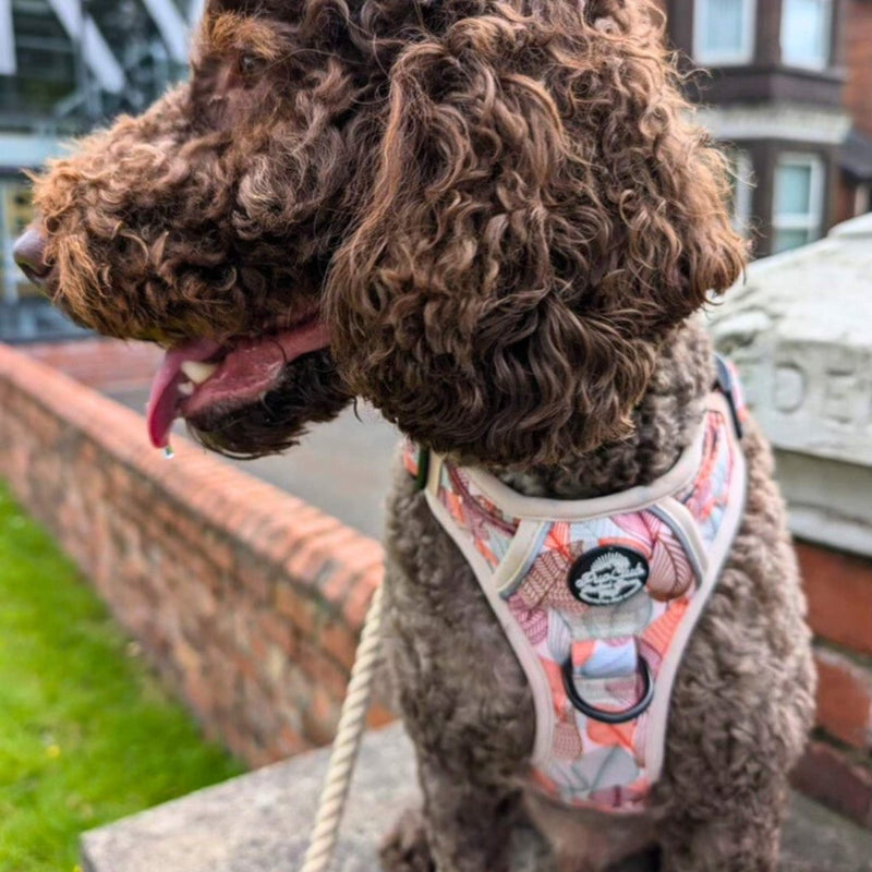 Rugged Rover™ Harness - Autumn Breeze