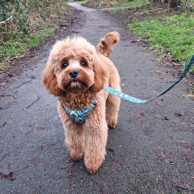 PupClub Dog Lead - Evergreen Trails