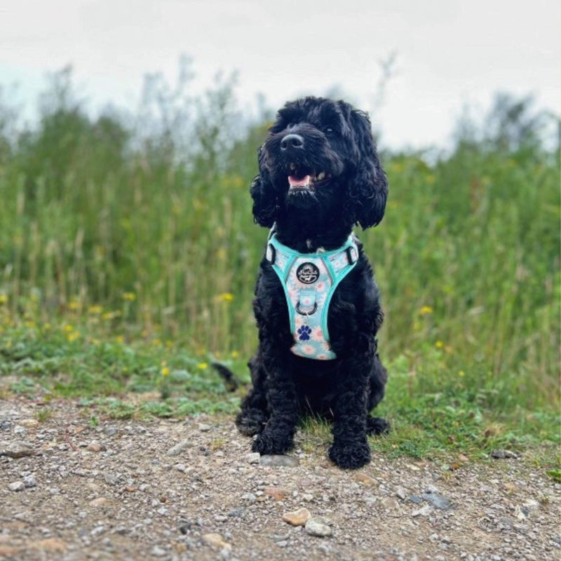 Rugged Rover™ Harness - Pastel Daisy