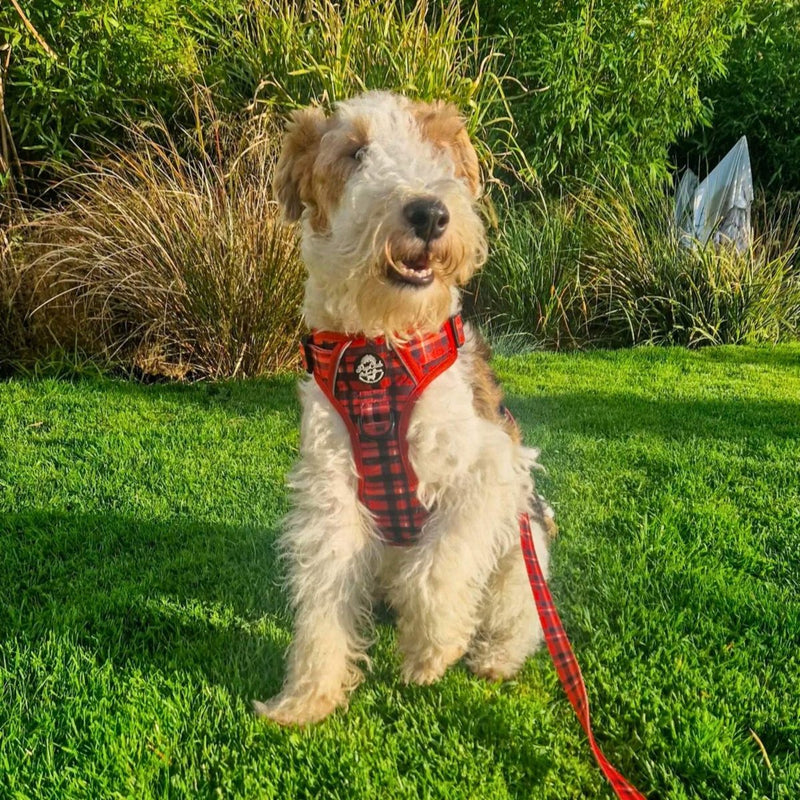 PupClub Dog Lead - Red Tartan