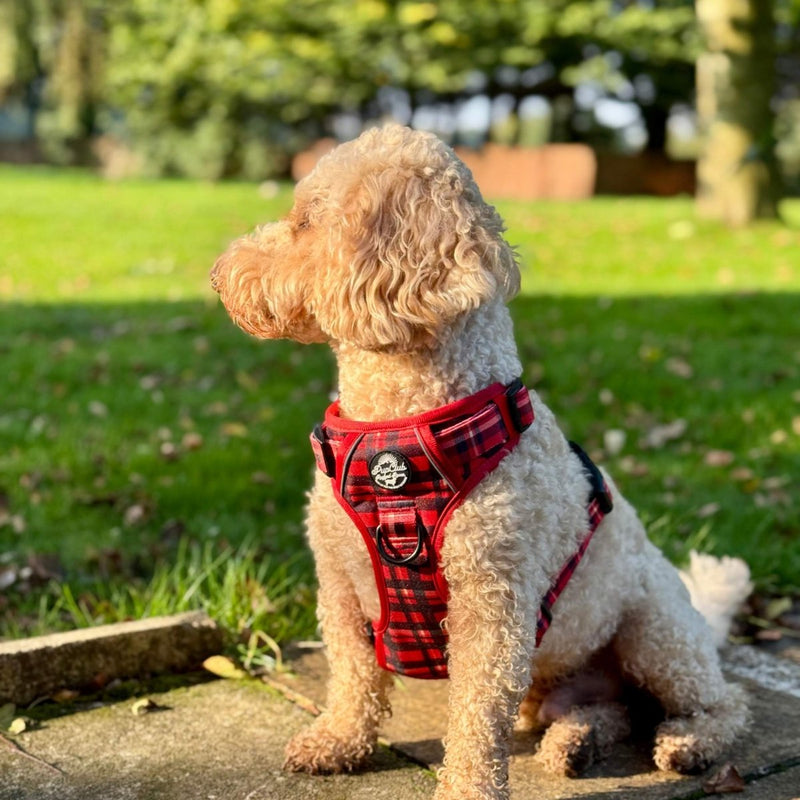 Rugged Rover™ Harness - Red Tartan