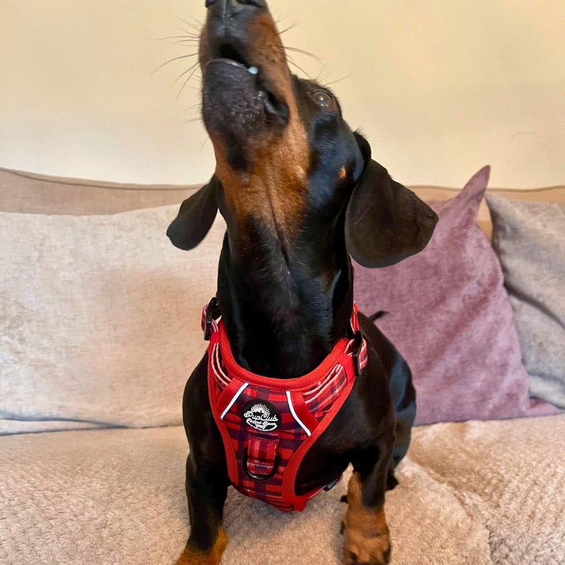 Rugged Rover™ Harness - Red Tartan