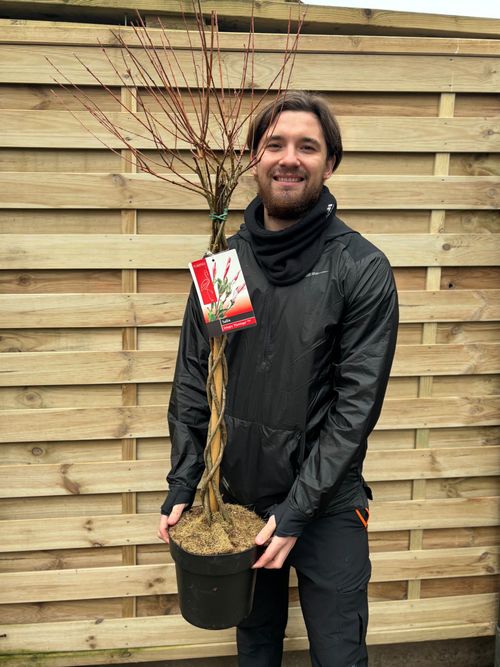 Salix intergra 'Hakuro - Nishiki' Flamingo Dwarf Willow Tree BRAIDED - InStock