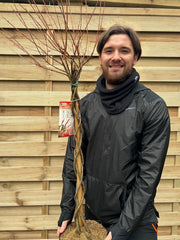Salix intergra 'Hakuro - Nishiki' Flamingo Dwarf Willow Tree BRAIDED - InStock