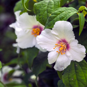 shutterstock_1766141495.png