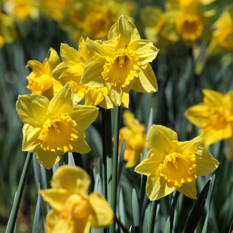 Daffodil 'Dutch Master' (8 Bulbs)