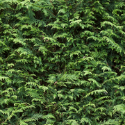 shutterstock_2070223772_9f8152e9-4c65-4d7d-9d72-12ceded842ef.png