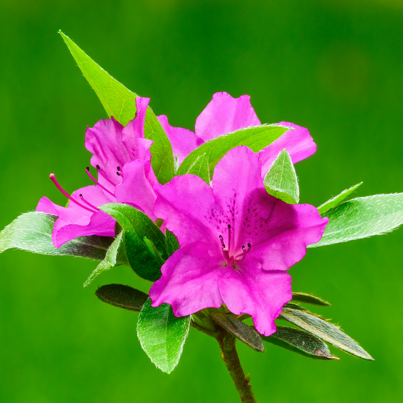 shutterstock_2154256775.png