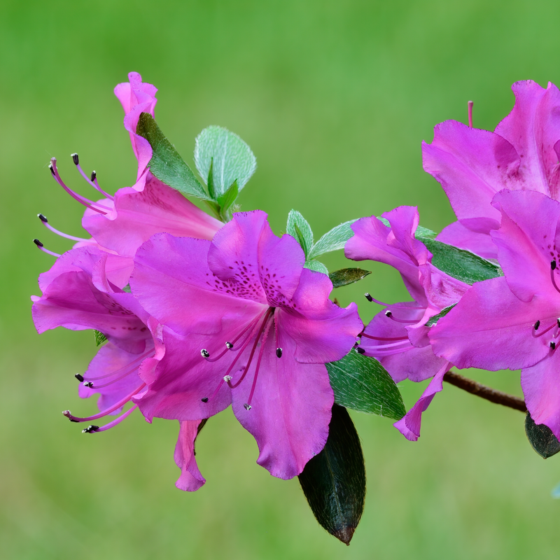 shutterstock_2156665089.png