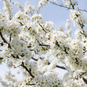 shutterstock_97976117_2.jpg