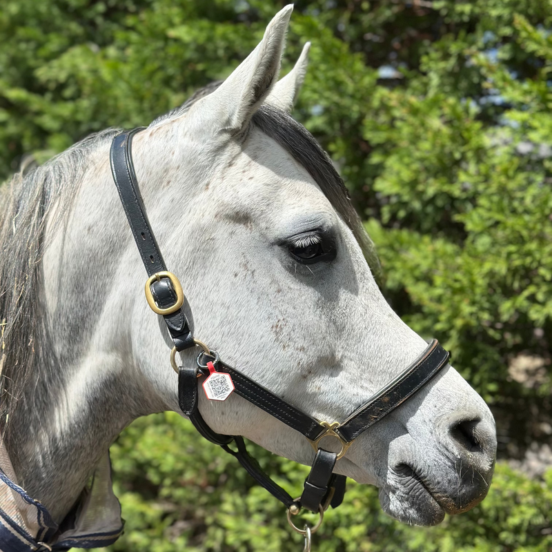 Equine Emergency Tag (EnduroTag)