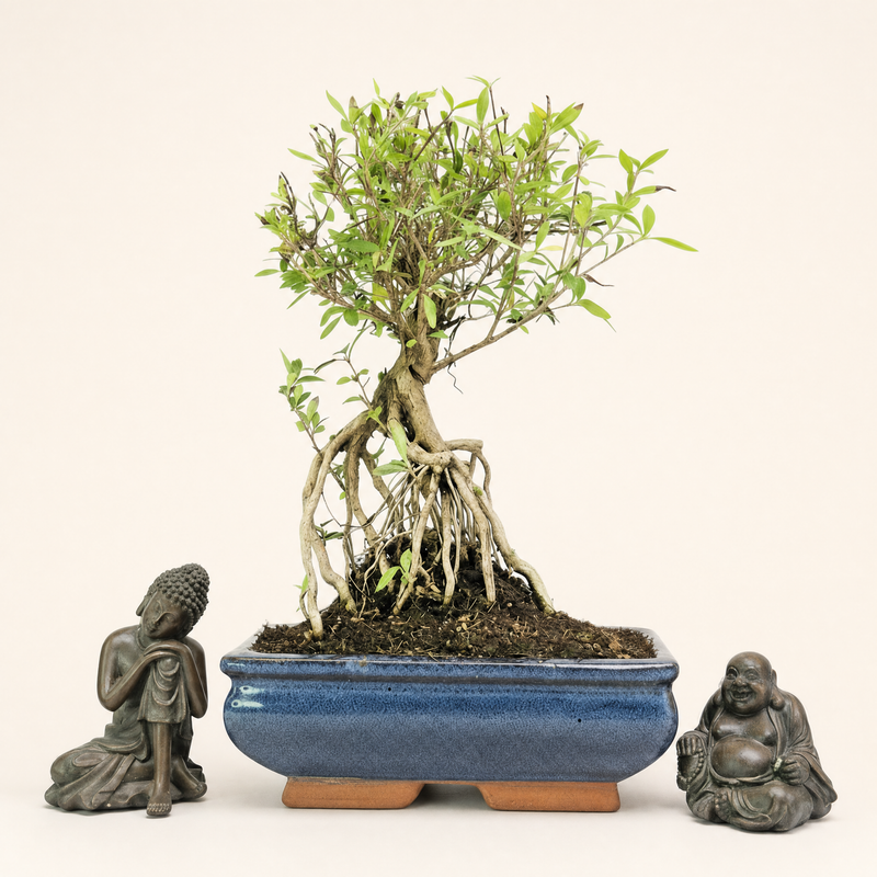 Snow Rose (Serissa) Bonsai Tree | Broom | In 20cm Pot