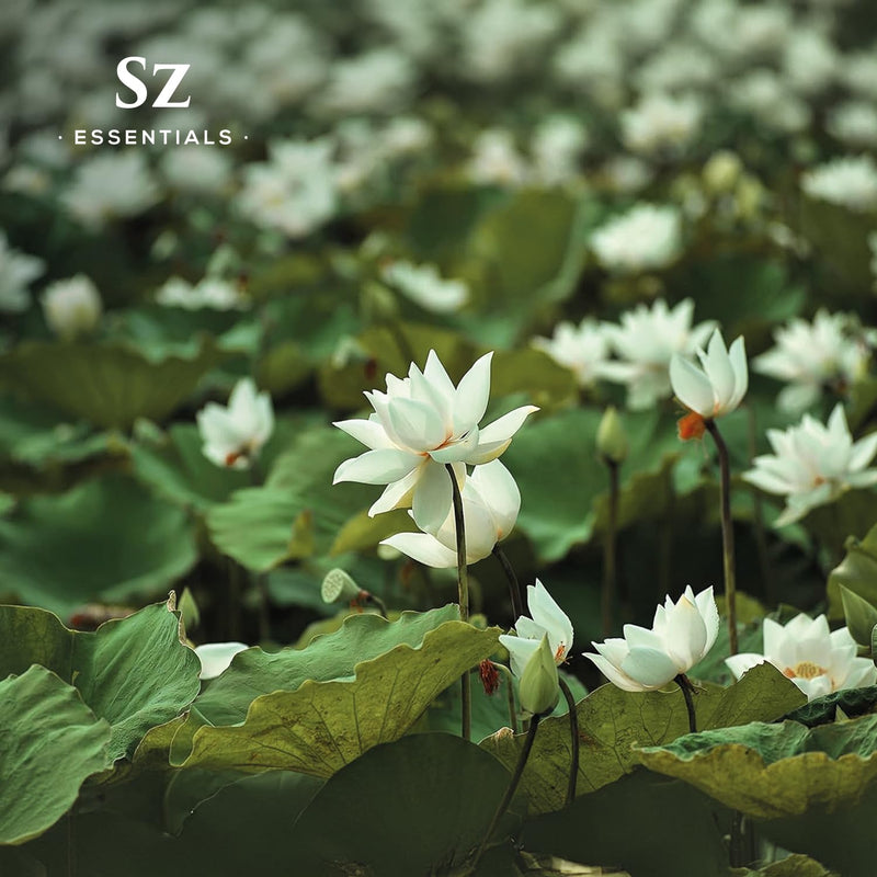 Sz Essentials White Lotus Essential Oil – 100% Pure, Therapeutic Grade, Vegan, 5ml