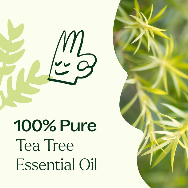 Tea Tree Essential Oil - 100% Pure & Undiluted (10 mL) | Plant Therapy