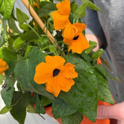 Thunbergia alata Black Eyed Susie (Orange Eye) - InStock
