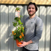 Thunbergia alata Black Eyed Susie (Orange Eye) - InStock