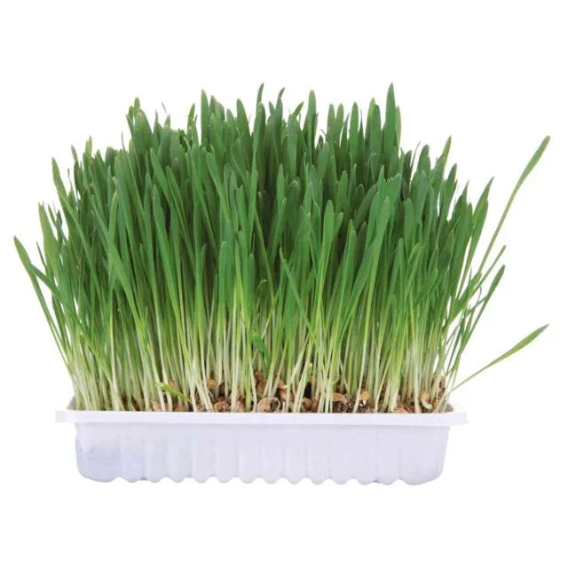 Trixie Small Animal Grass