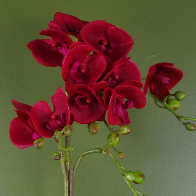 50cm Dark Red Gold Pot Real Touch Orchid | Luxury Artificial Plant