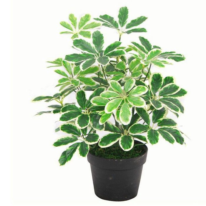 55cm Variegated Artificial Schefflera Arboricola Plant