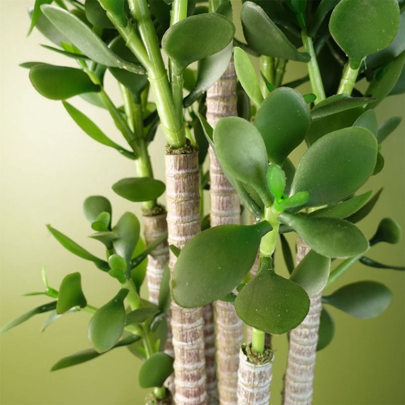 Deluxe 75cm Green Jade Plant: Exquisite, Realistic, Elegant, Sophisticated, Perfect for Any Space.