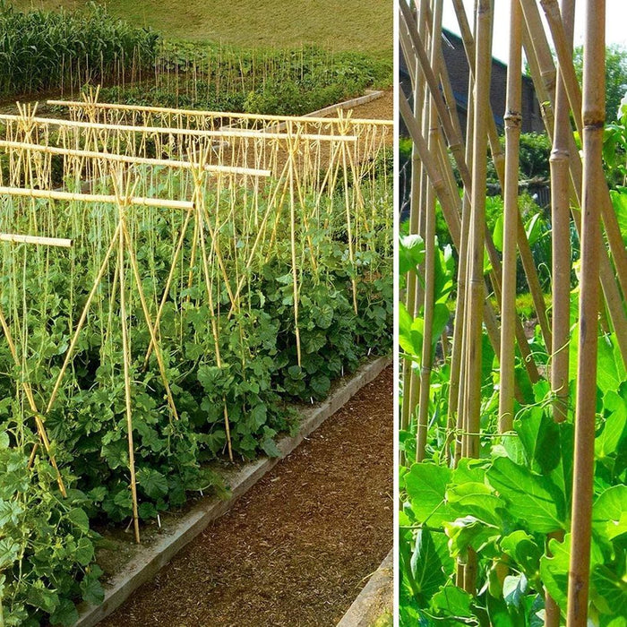 Premium 30 x 5FT Bamboo Canes - High-Quality Garden Stakes