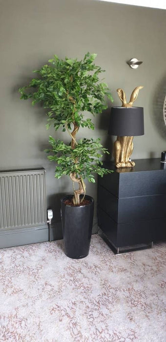 150cm Artificial Japanese Ficus Tree - Evergreen Fruticosa Style - High Quality - Professionally Designed