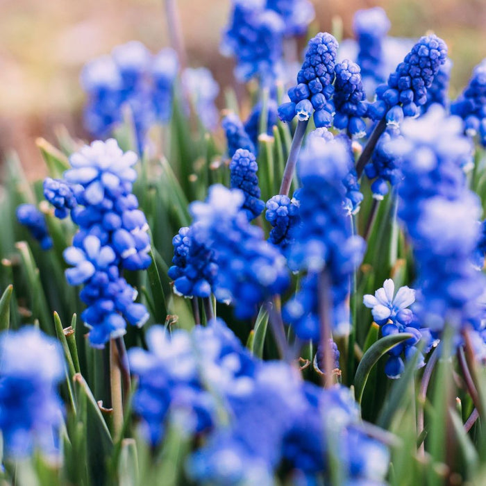 Muscari Blue Grape Hyacinths (20 Bulbs)