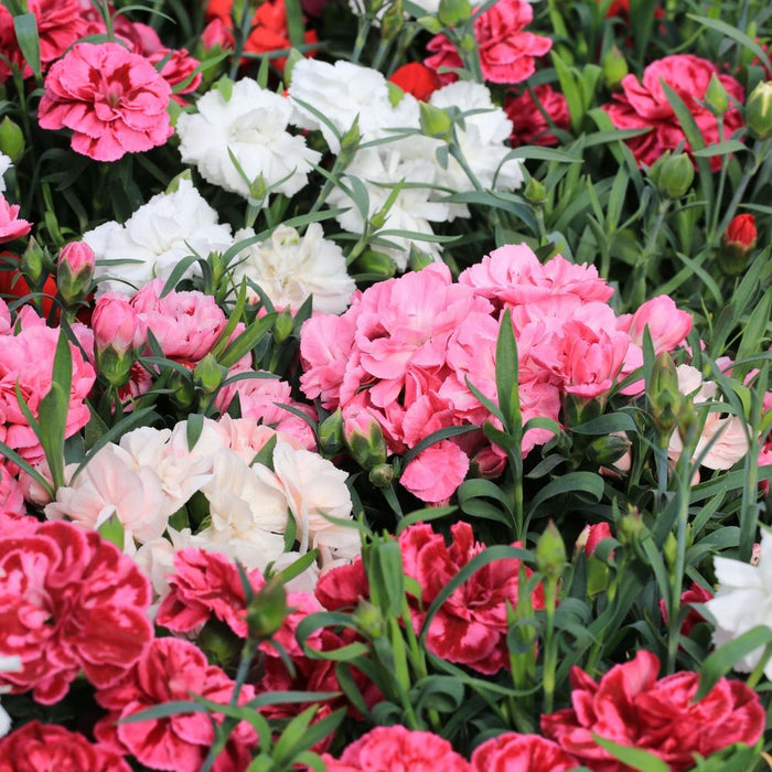 Dianthus 9cm/1.5L (Our Choice)