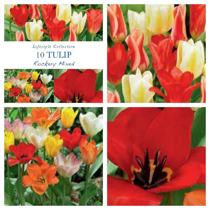 Tulip Dwarf Rockery Mixed Bulbs 16 Bulbs