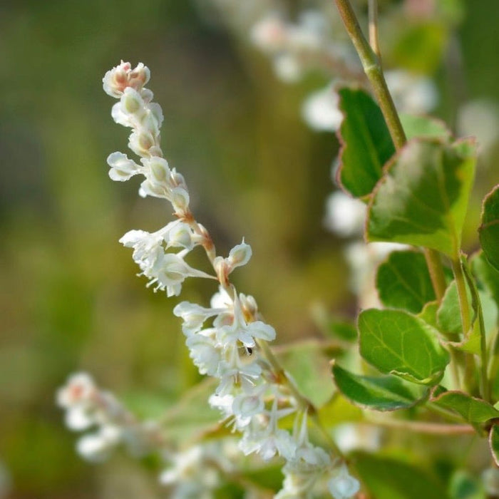 Fallopia baldschuanica  - Russian Vine