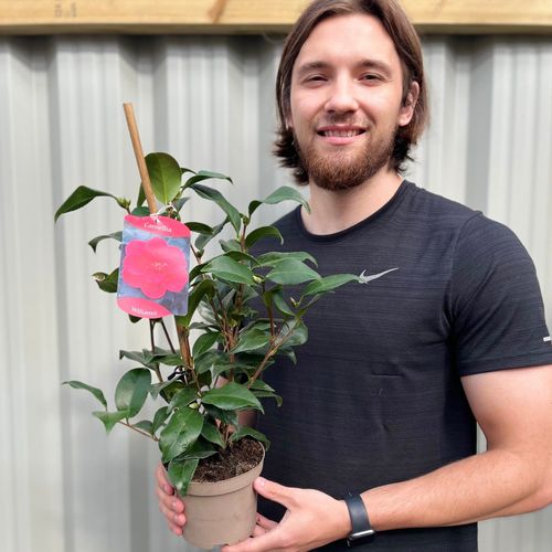 Camellia x Wiliamsi (Hybrid Camellia) 40-50cm