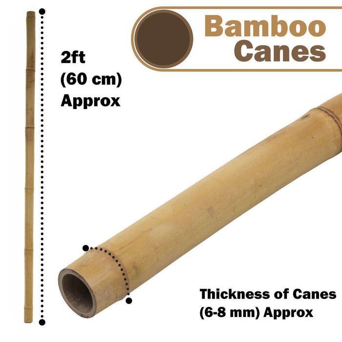 Premium 2ft Bamboo Canes - Eco-Friendly & Versatile - 200 Count