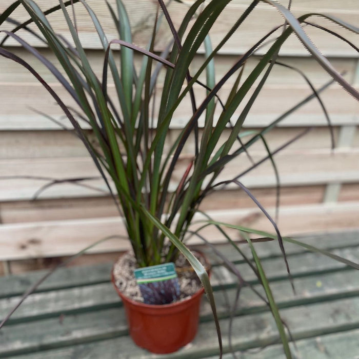 Phormium 'Bronze Baby' 50-60cm 2L