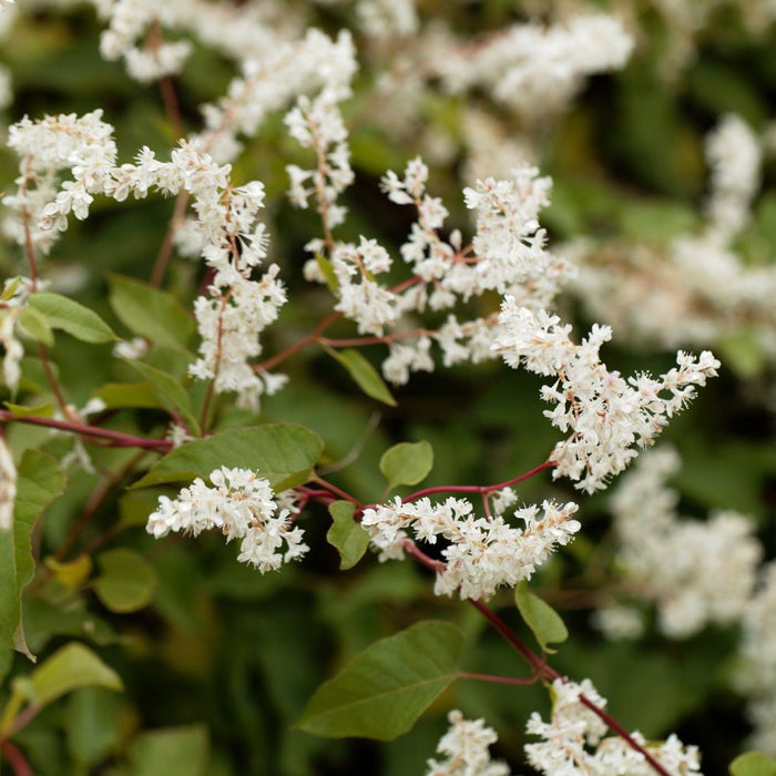 Fallopia baldschuanica  - Russian Vine