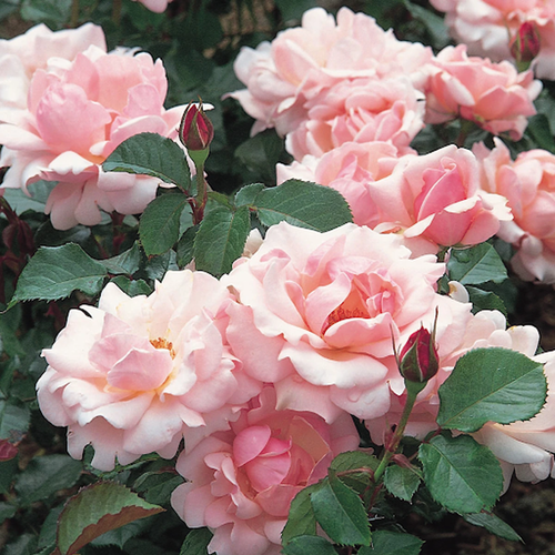https://images.avasam.com/?url=https://avasamnew.s3.amazonaws.com/live//ValentineHeartRose.png&w=500