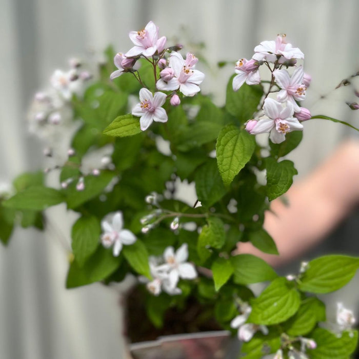 Deutzia 'Mount Rose' 1L (star shaped pink flowers)