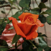 https://images.avasam.com/?url=https://avasamnew.s3.amazonaws.com/live//Shutterstock_444753892.jpg&w=500