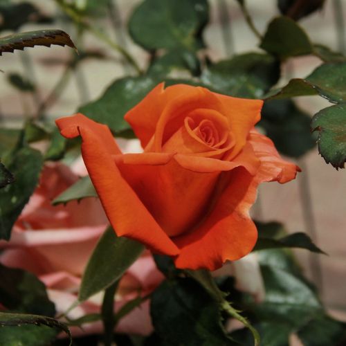 https://images.avasam.com/?url=https://avasamnew.s3.amazonaws.com/live//Shutterstock_444753892.jpg&w=500