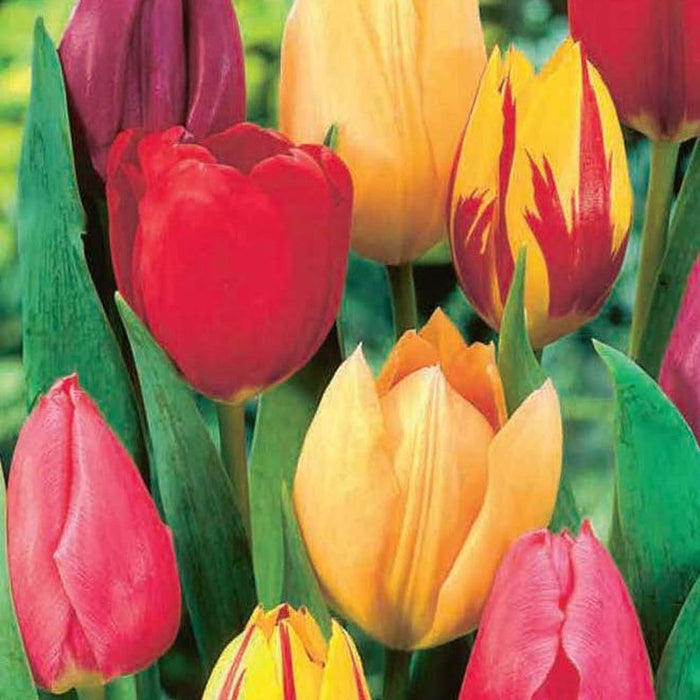 Tulip Single Early Mixed (7 Bulbs)