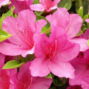 https://images.avasam.com/?url=https://avasamnew.s3.amazonaws.com/product/GB010245/S0671557133/main.png&w=500
