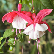 https://images.avasam.com/?url=https://avasamnew.s3.amazonaws.com/product/GB010245/S0671650363/2.png&w=500