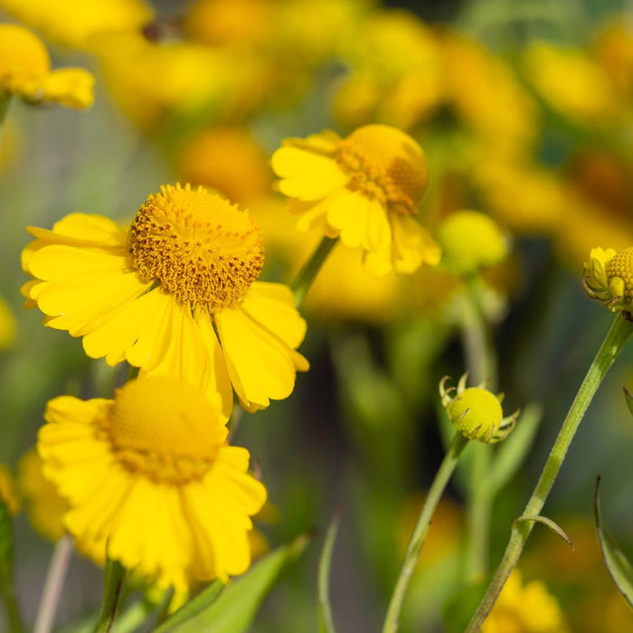 Gaillardia 'Mesa Yellow' 9cm Pot